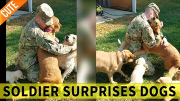 Joyful-Pups-Greet-Their-Soldier-Home-with-Love-and-Loyalty.jpg