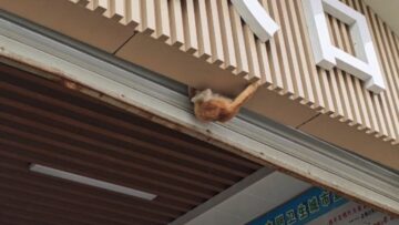 Orange-Cats-Hilarious-Billboard-Breakout-Epic-Feline-Fumble-Try.jpg