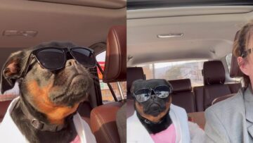 Owner-Transforms-Dog-into-Adorable-James-Crockett-You-Wont.jpg