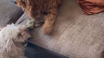 Two-Adorable-Pups-Battle-in-an-Epic-Tug-of-War-Showdown.jpg