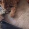 Two Adorable Pups Battle in an Epic Tug-of-War Showdown! | Adorable
