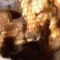 Unbreakable Bond: Adorable Cat & Dog Cuddle Together in Heartwarming Moments | Cute