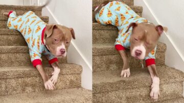 Watch-This-Playful-Pup-Conquer-Stairs-with-Joy-Adorable.jpg