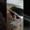 A Mother Bird’s Tender Care as She Feeds Her Chicks | Heartwarming