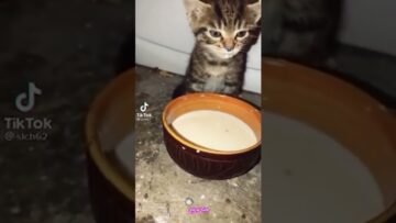 Adorable-Kittens-Spreading-Joy-and-Love-Watch-Their-Heartwarming-Antics.jpg