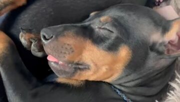 Adorable-Manchester-Terrier-Puppy-Dreaming-of-Milk-–-Pure-Joy.jpg