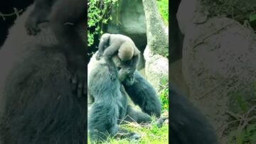 Baby-Gorillas-Peekaboo-Moment-Over-Moms-Shoulder-Will-Melt-Your.jpg