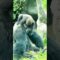 Baby Gorilla’s Peekaboo Moment Over Mom’s Shoulder Will Melt Your Heart! | Heartwarming