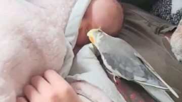 Bird-Singing-a-Heartfelt-Welcome-to-the-New-Baby.jpg