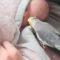A Bird’s Sweet Serenade to Welcome the New Baby Home | Heartsome