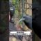 Clever Crow Cracks Peanuts with Expert Precision—Watch His Focus! | Super Cute