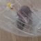 Curious Hamster’s Hilarious Box Mishap: Can He Escape? | Try Not to Laugh!