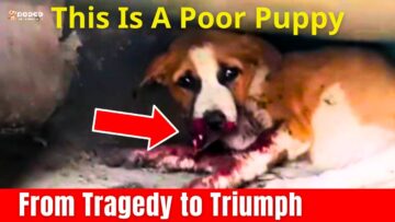 Incredible-Journey-From-Injured-Puppy-to-Joyful-Rescue-Heartwarming.jpg