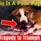 Incredible Journey: From Injured Puppy to Joyful Rescue! | Heartwarming