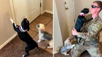 Joyful-Pups-Celebrate-Soldiers-Return-Home-with-Unmatched-Excitement.jpg