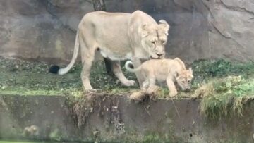 Lioness-struggles-to-save-cub-after-overambitious-swimming-lesson-at.jpg
