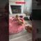 Mini Goldendoodle’s Brave Escape: A Heartwarming Puppy Rescue Touches Hearts! | Heartsome