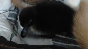 Mother-Cat-Cuddles-Duckling-Among-Her-Kittens-An-Unlikely-Family.jpg