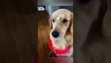 Unbelievably-Funny-Dogs-in-Hilarious-Moments-That-Will-Make-Your.jpg