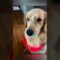 Unbelievably Funny Dogs in Hilarious Moments That Will Make Your Day! | Super Cute