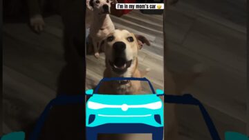 Watch-These-Rescue-Dogs-Take-the-Wheel—Their-Driving-Skills-Will.jpg