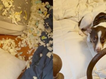Watch-This-Adorable-Dogs-Guilty-Face-After-Chewing-His-Own.jpg