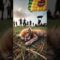 Watch This Adorable Kitten’s Epic Fall – You Won’t Believe How Cute It Is! | Adorable