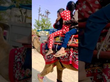 Watch-This-Baby-Camel-Steal-Your-Heart-with-Hilarious-Antics.jpg