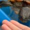 When Turtles Mistake Fingers for Snacks! | Adorable